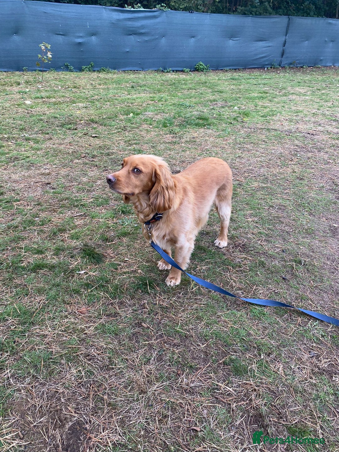 Cocker Spaniel dogs for adoption: Handsome & loyal REGGIE needs a new Loving Home - Image 9