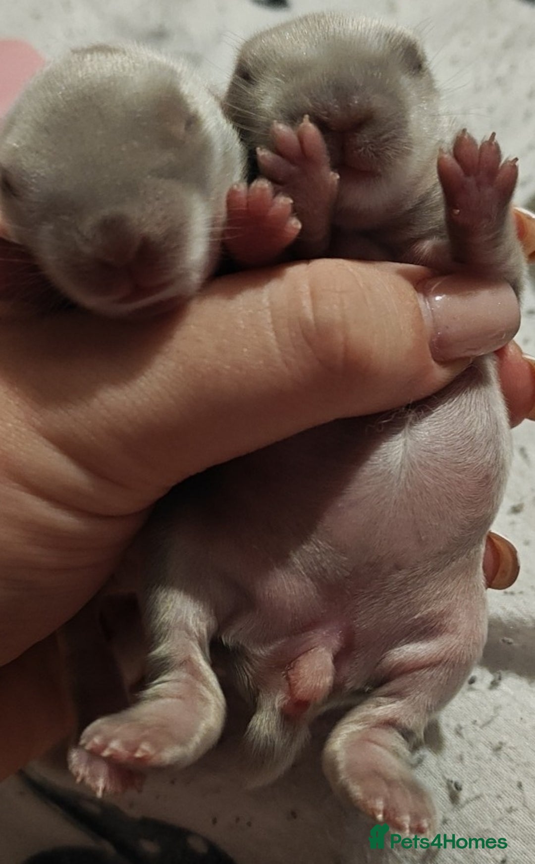 Mini Lion Lop rabbits for sale: Two beautiful healthy Mini Lops x Lion head babies - Advert 3