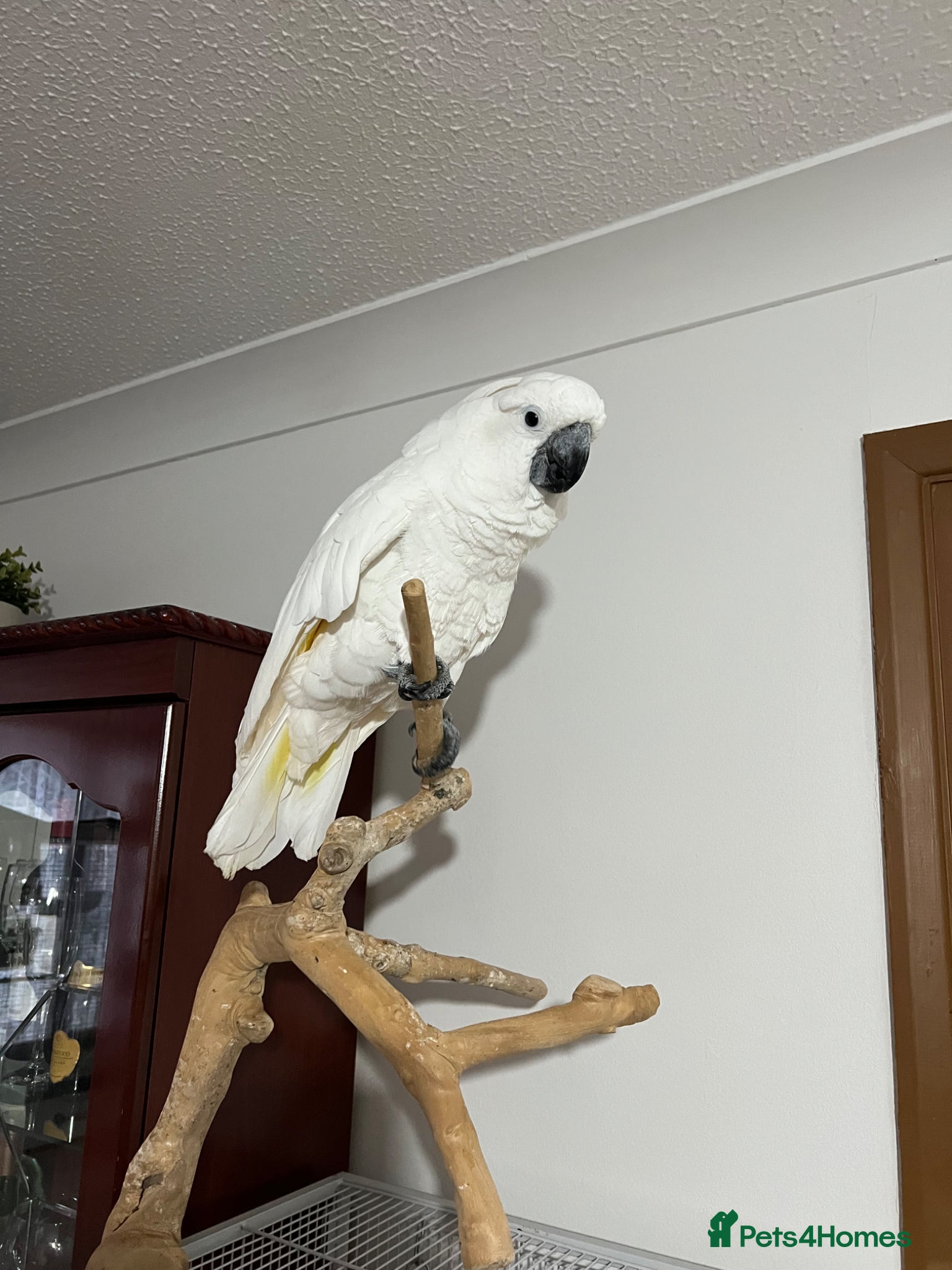 Cockatoo birds Name - Baby - Advert 1