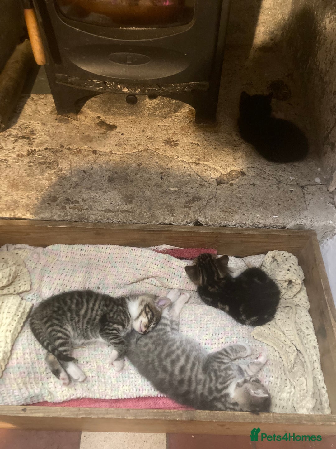 Ragdoll cats for sale: GORGEOUS Ragdoll X kittens  - Advert 2