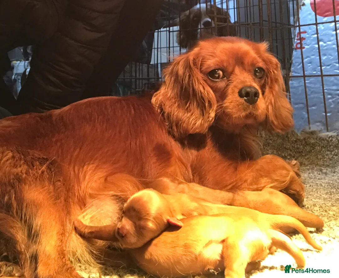 Cavalier King Charles Spaniel dogs for sale: King Charles Cavalier Pups  - Advert 6