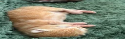 Mixed Breed cats for sale: 7 beautiful kittens  - Advert 24