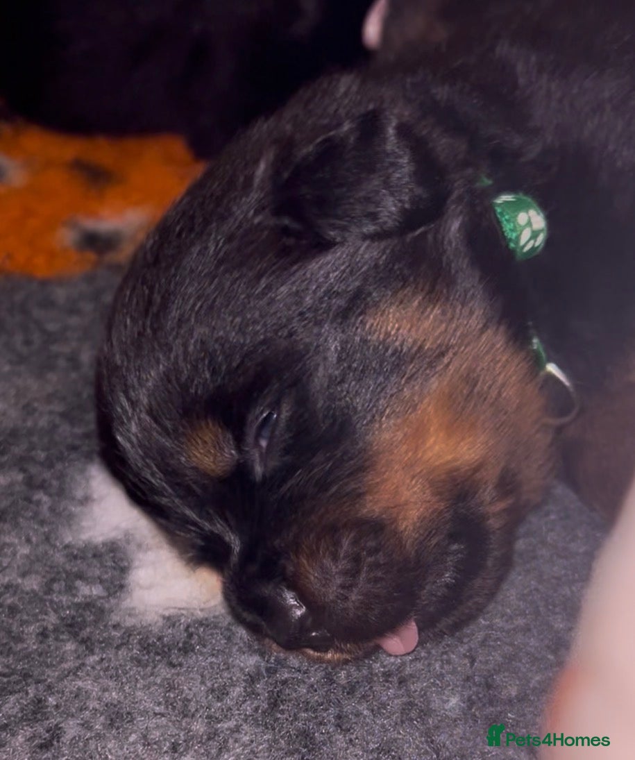 Rottweiler dogs Rottweilers top health tested parents - Advert 3