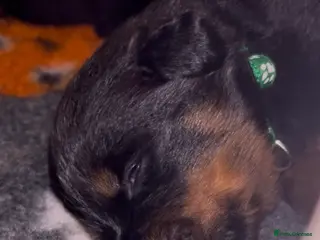 Rottweiler dogs Rottweilers top health tested parents - Advert 3