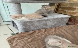 British Shorthair cats for sale: 3 LEFT - TICA BRITISH SHORTHAIRED KITTENS - Image 24