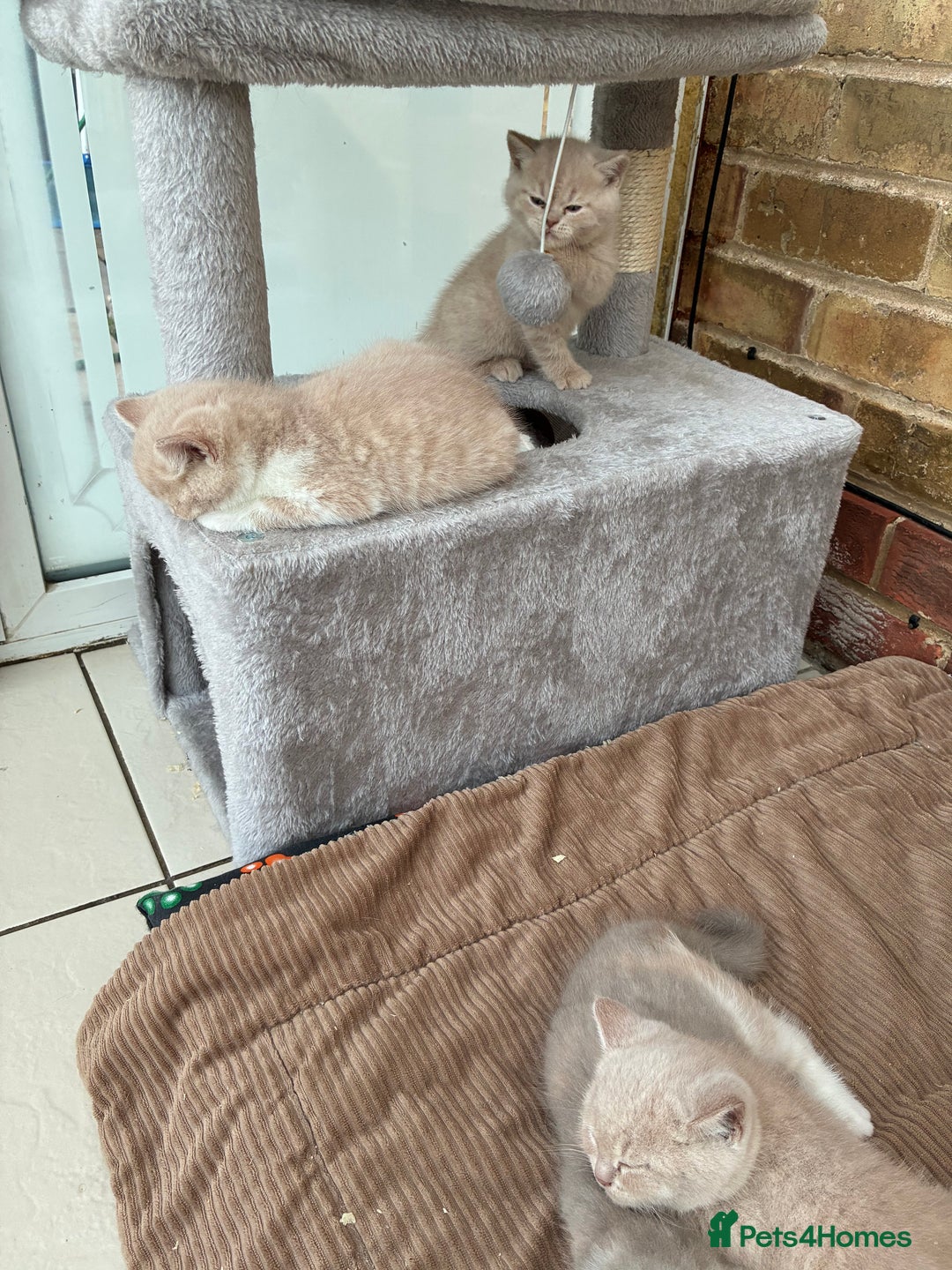 British Shorthair cats for sale: 3 LEFT - TICA BRITISH SHORTHAIRED KITTENS - Image 24