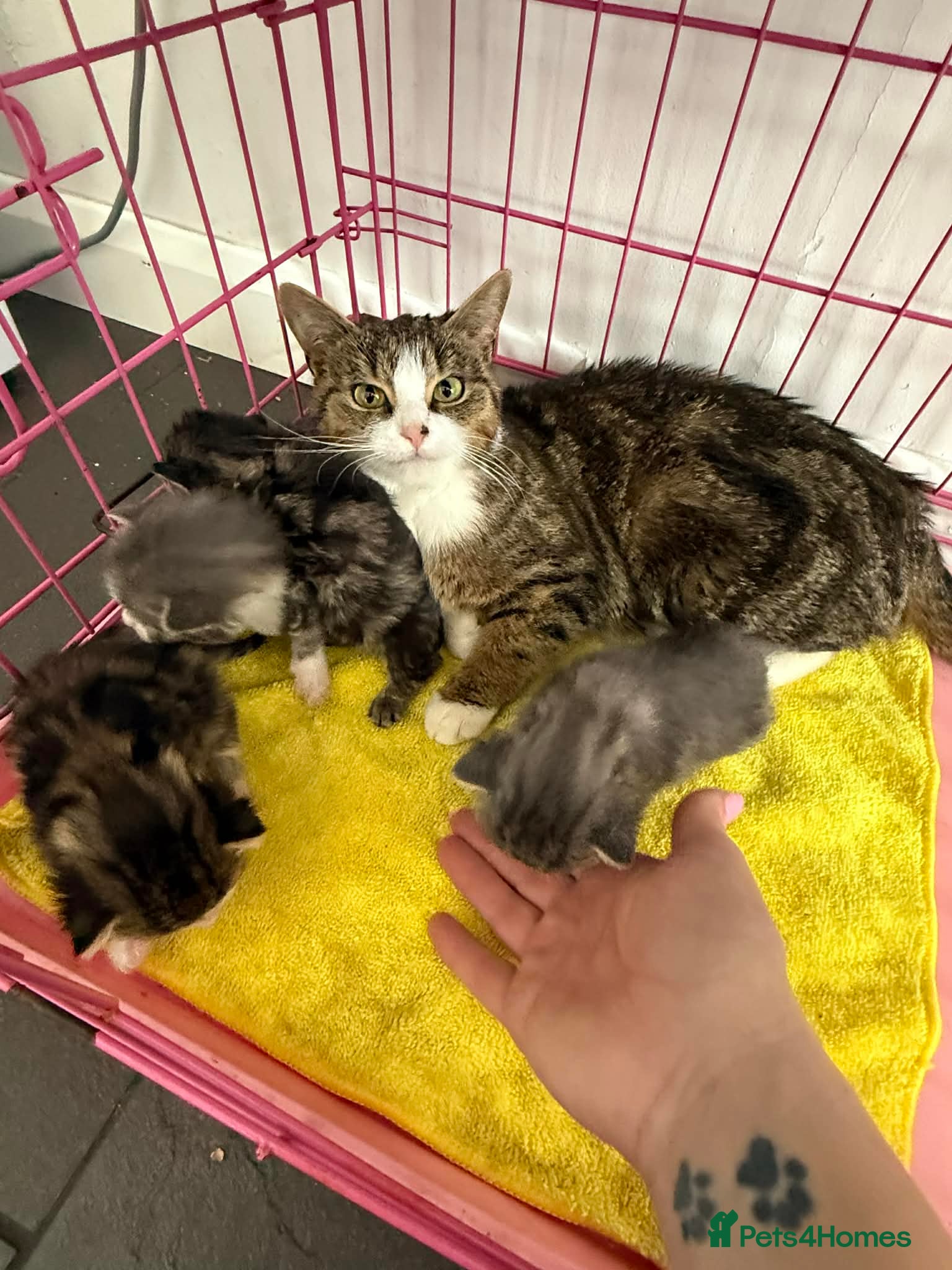 Mixed Breed cats Lovley wee cats - Advert 1