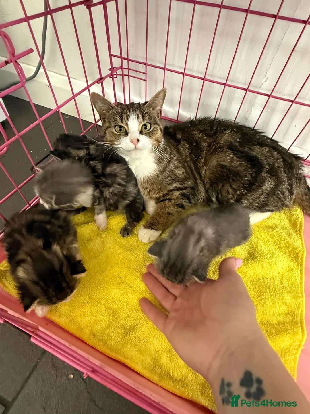 Mixed Breed cats for sale: Lovley wee cats - Advert 1