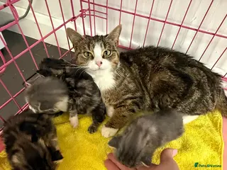 Mixed Breed cats Lovley wee cats - Advert 1