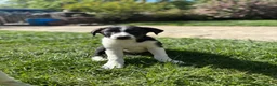Border Collie dogs for sale: Working Border collie puppies  - Advert 10
