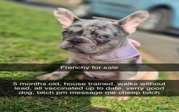 French Bulldog dogs for sale: French bulldog  - Image 1