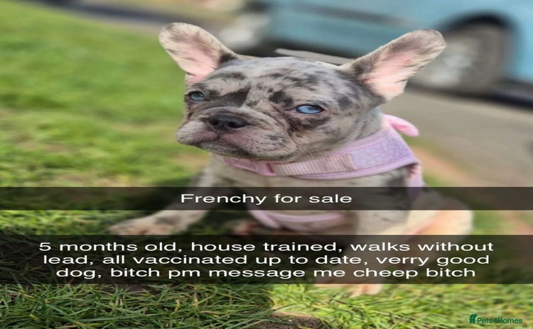 French Bulldog dogs - Advert 2