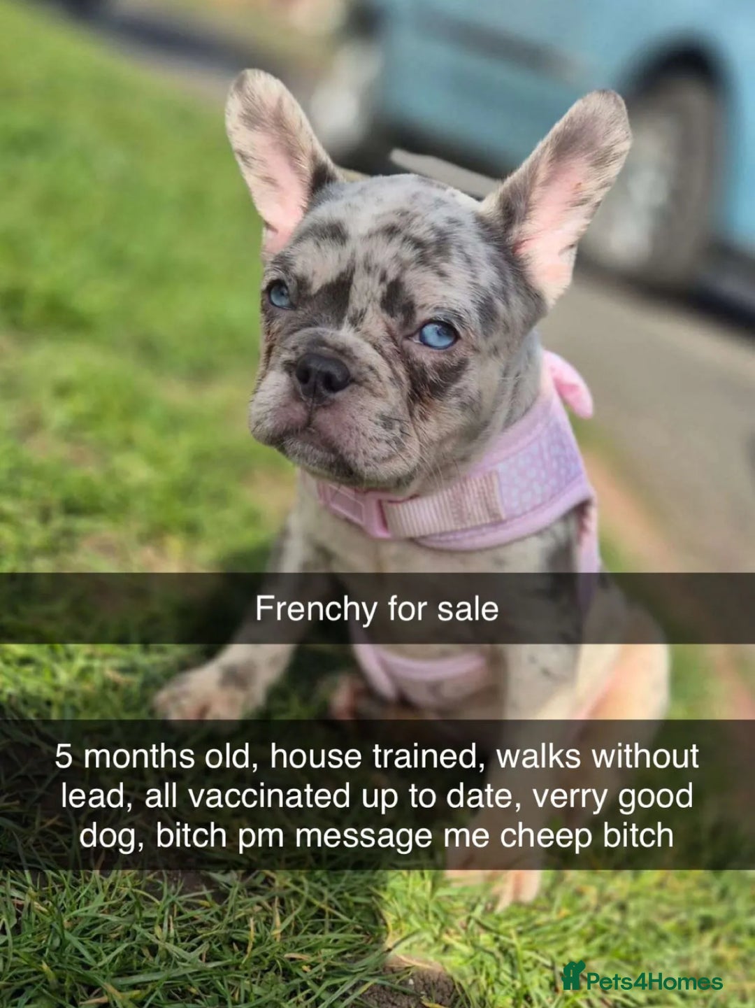 French Bulldog dogs for sale: French bulldog  - Image 1