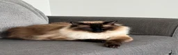 Ragdoll cats for sale: Beautiful Ragdoll brothers looking for good home  - Advert 4