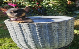 Pomchi dogs for sale: Six stunning pomchi puppies  - Image 6