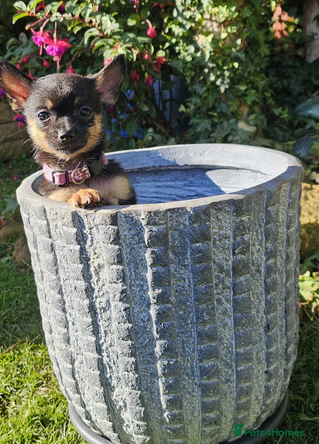 Pomchi dogs for sale: Six stunning pomchi puppies  - Image 6