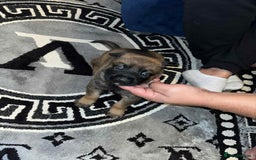 Belgian Shepherd Dog dogs for sale: Belgian shepereds puppies  - Image 16