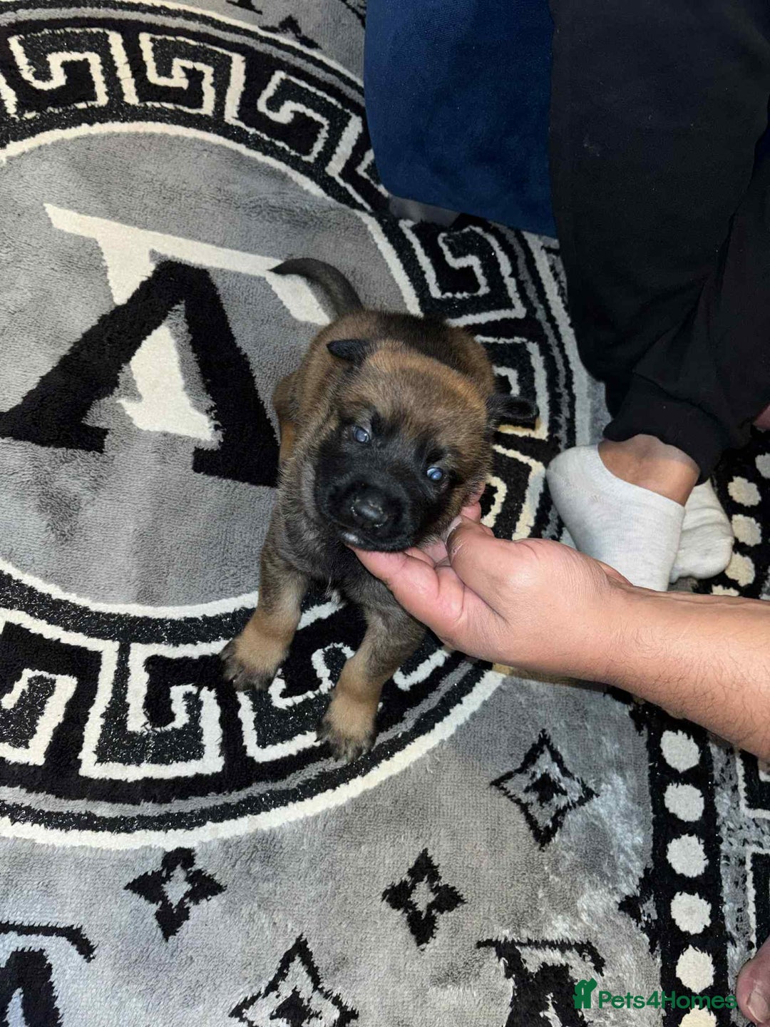 Belgian Shepherd Dog dogs for sale: Belgian shepereds puppies  - Image 16
