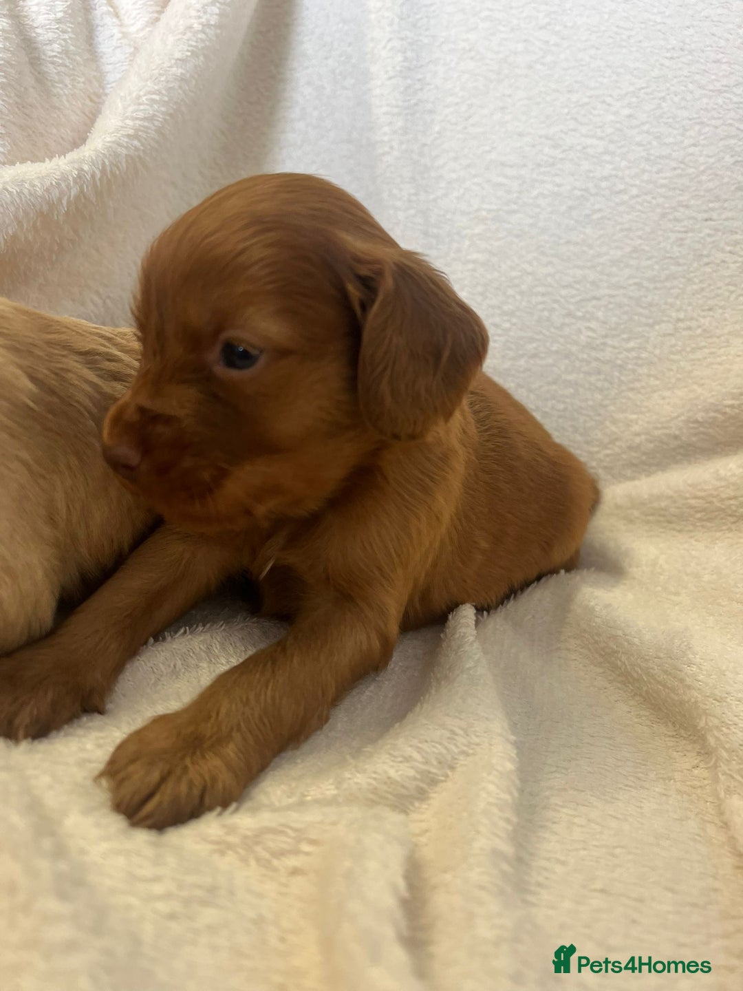 Cockapoo dogs for sale: Stunning cockapoo puppies  - Image 6