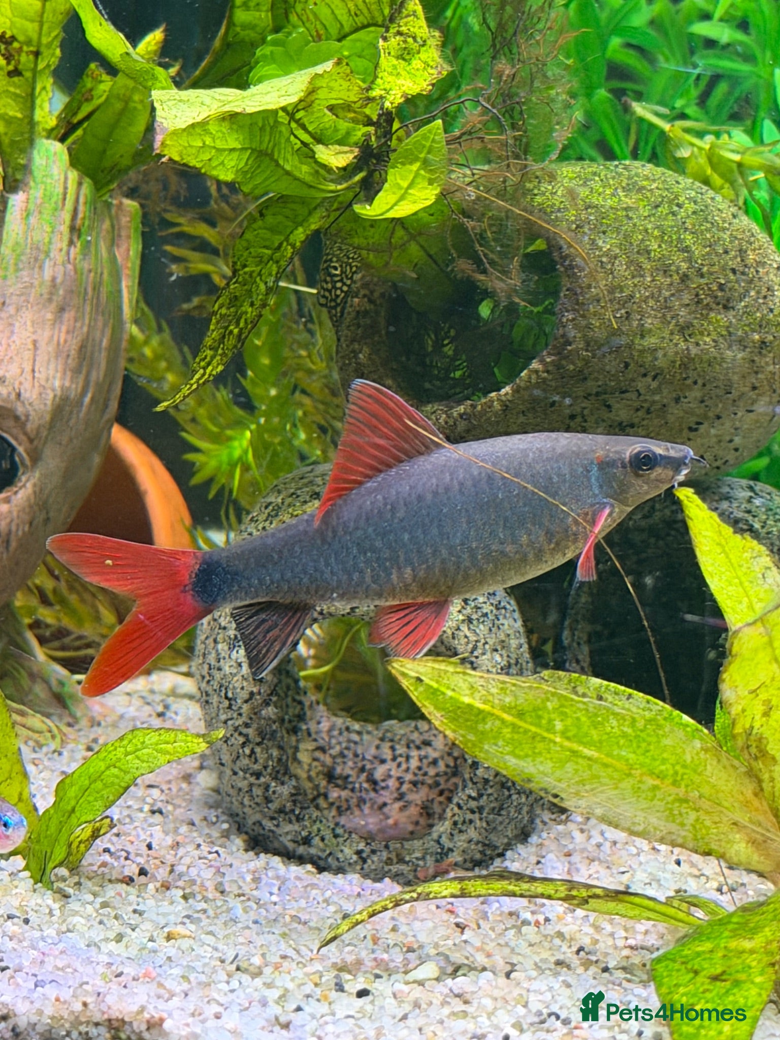 Sharks fish Rainbow shark  - Advert 3