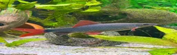 Sharks fish for sale: Rainbow shark  in Prescot - Advert 1