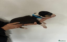 English Bull Terrier dogs for sale: English Bull Terrier puppies🐾KC Registered  - Image 11