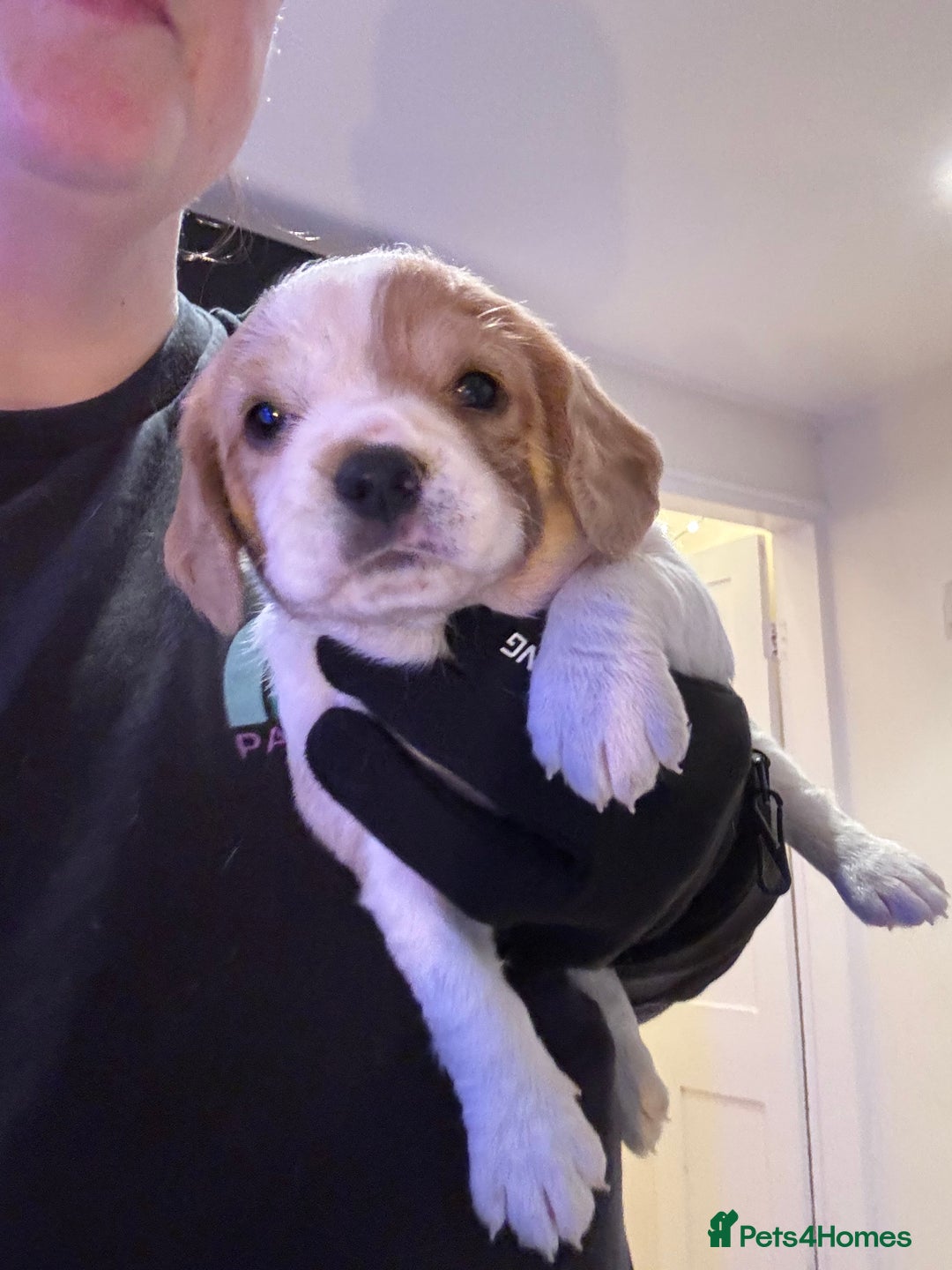 Mixed Breed dogs for sale: Cocker-Jack xCavalier King Charles Spaniel Puppies - Advert 17