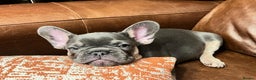 French Bulldog dogs for sale: LEFT 1 French Bulldog Girl 🐶  & 1 Boys 🐶❤️ - Advert 17