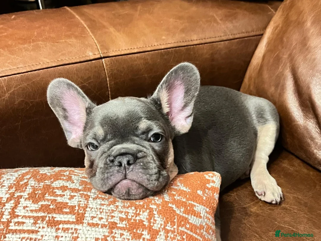 French Bulldog dogs for sale: KC registered French Bulldog Girl  & 1 Boys 🐶❤️ - Advert 19