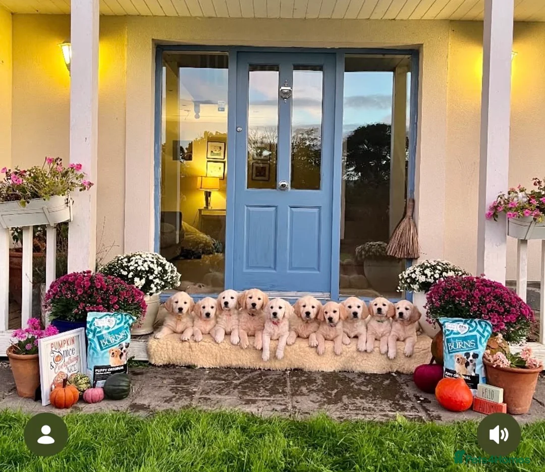 Golden Retriever dogs for sale: The Waiting List is Open!!! - Advert 2