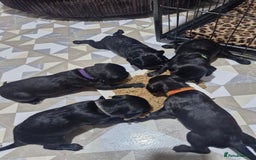 Mixed Breed dogs for sale: Labradoodle x - Image 10