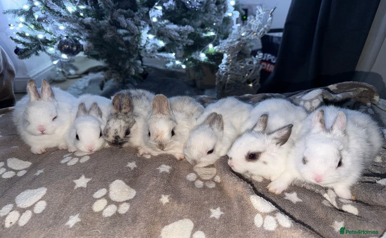 Netherland Dwarf rabbits 7 netherland dwarf baby bunnies  - Advert 2