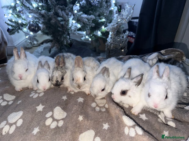 Netherland Dwarf rabbits 7 netherland dwarf baby bunnies - Advert 1