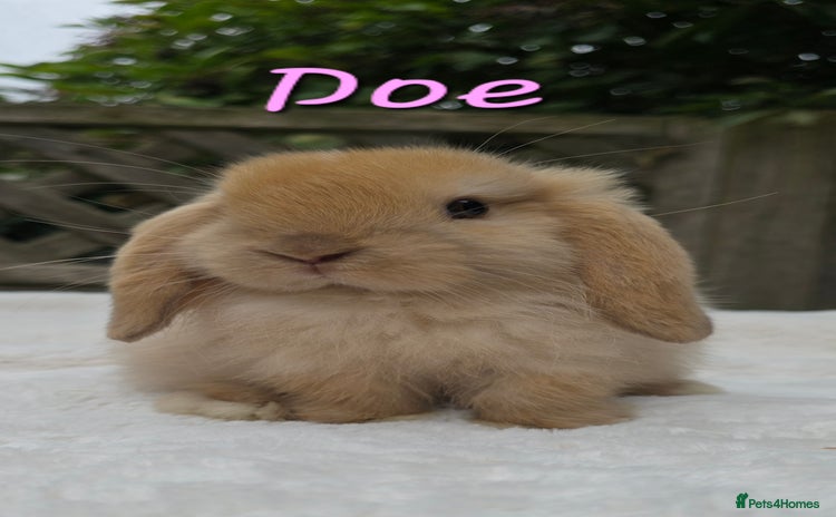 Mini Lop rabbits in Huntingdon - Advert 1