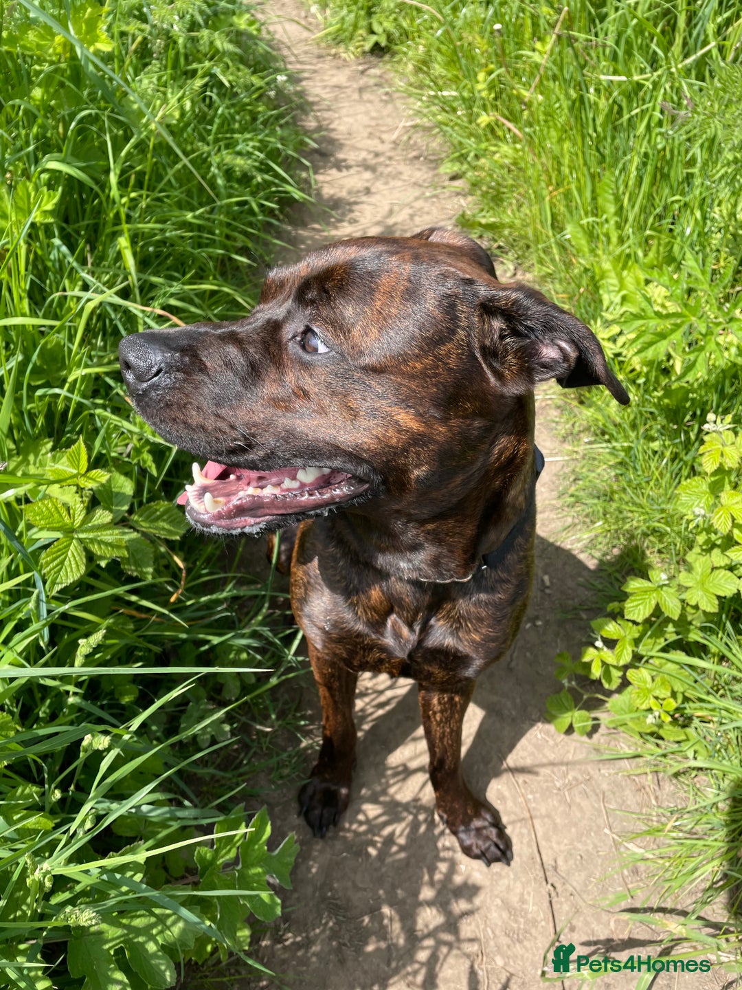 Mixed Breed dogs for sale: 4 year old male staffy mastiff cross - Advert 11