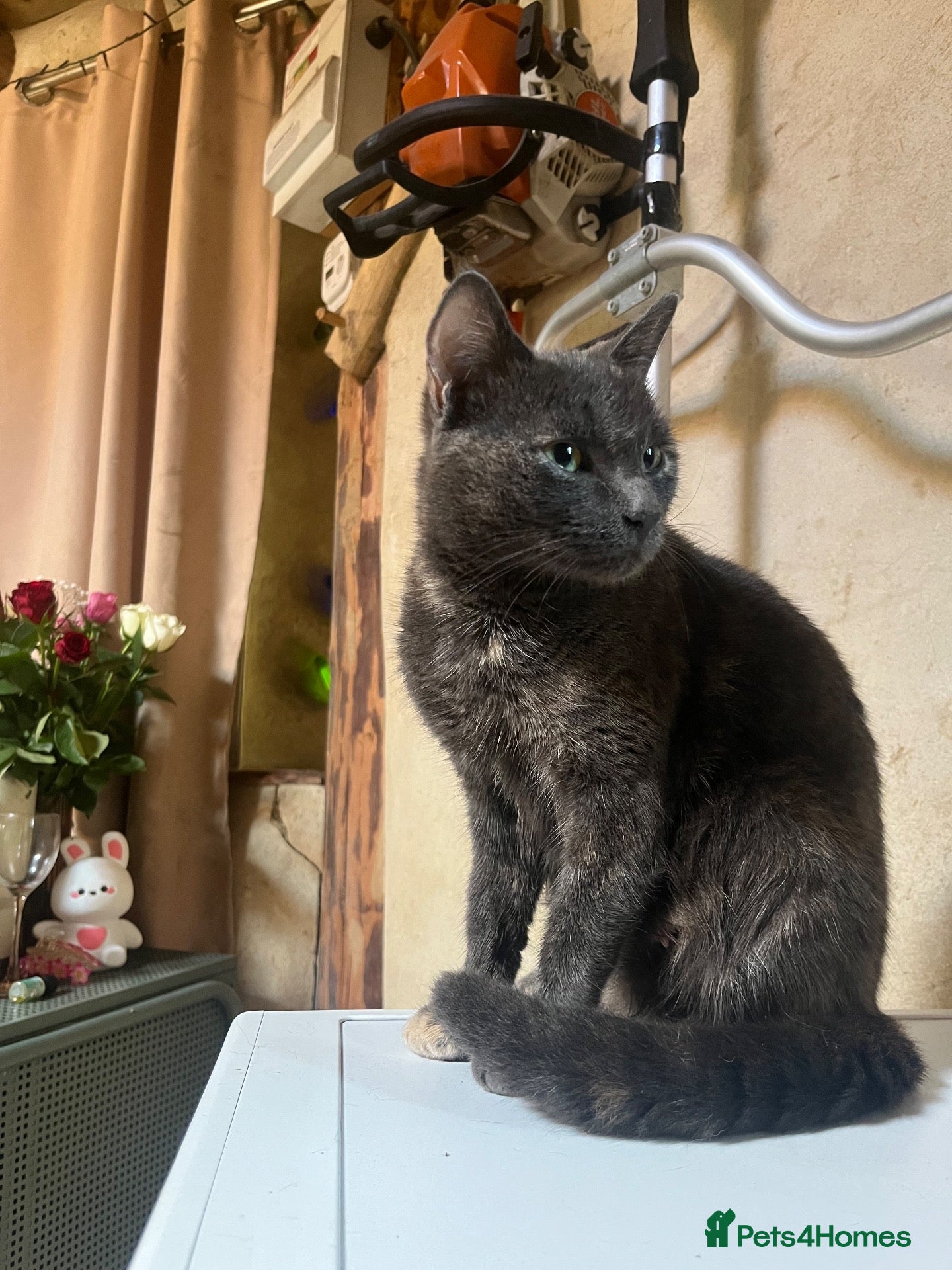 Mixed Breed cats Beautiful grey cat  - Advert 5