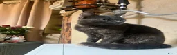 Mixed Breed cats for sale: Beautiful grey cat  - Advert 1