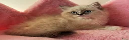 Ragdoll cats for sale: TICA Active Registered Ragdoll Kittens - Advert 25