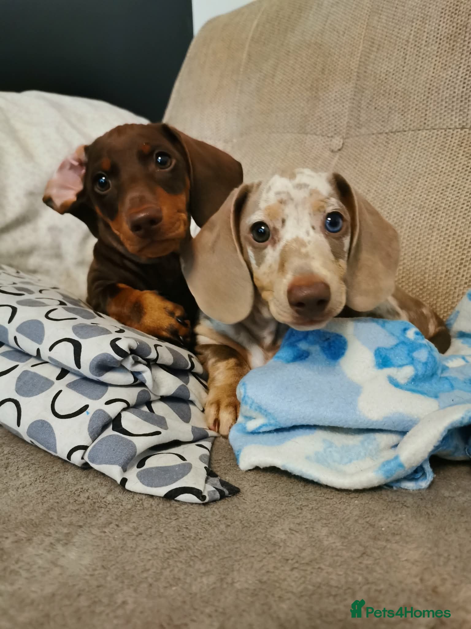 Miniature Dachshund dogs loving and playful boy  - Advert 14