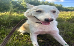Mixed Breed dogs for adoption: Song - Norwich Norfolk  - Image 13