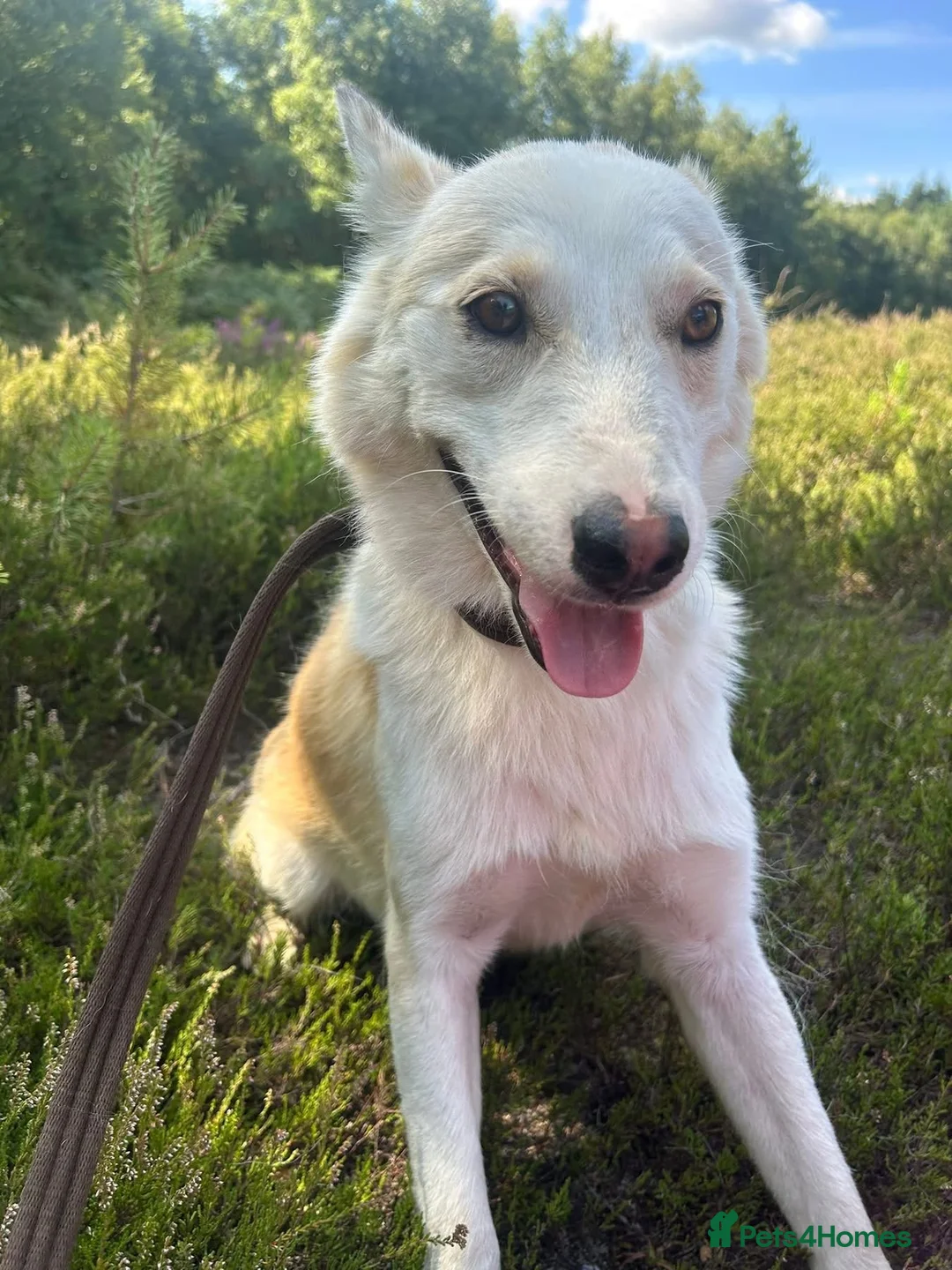 Mixed Breed dogs for adoption: Song - Norwich Norfolk  - Advert 13
