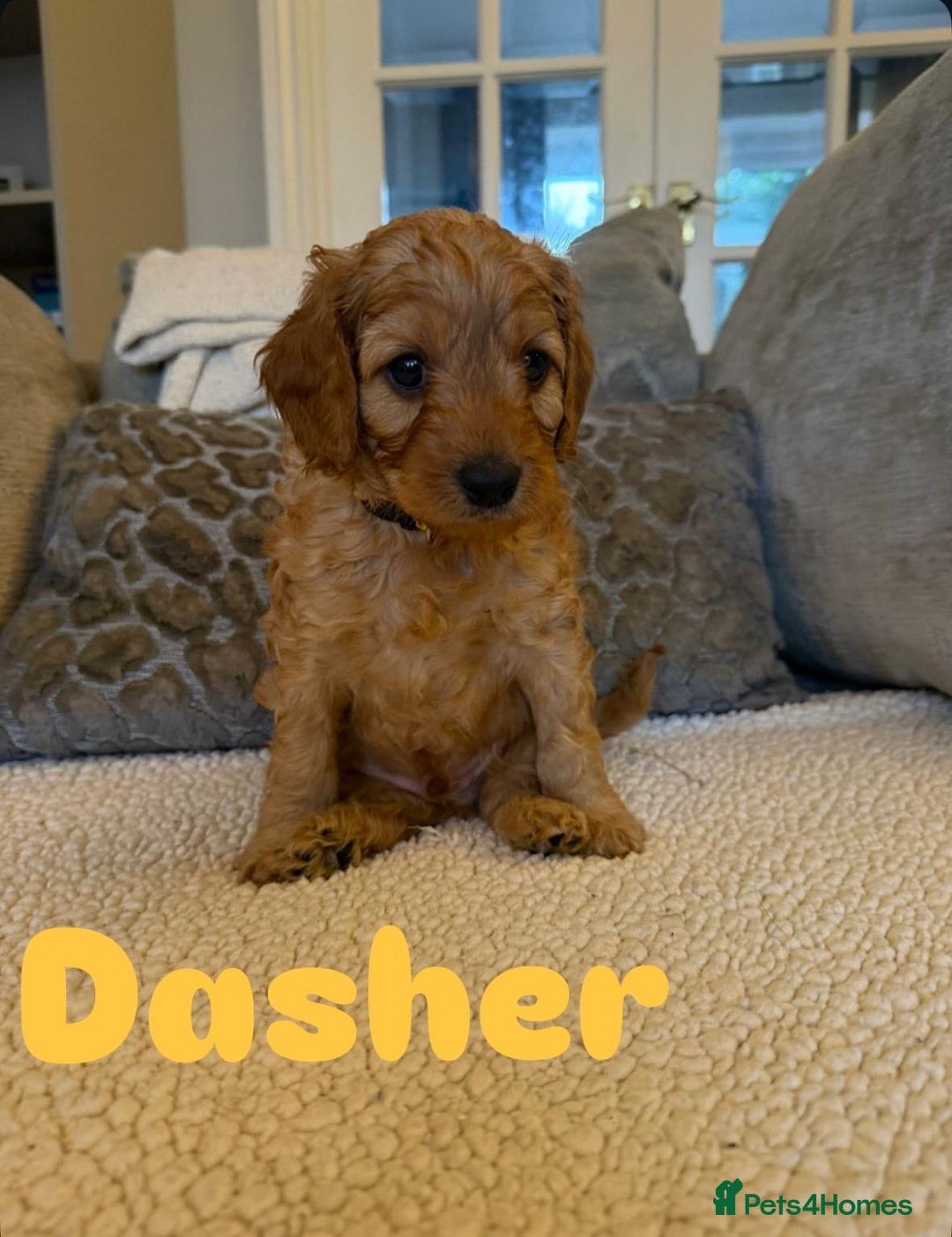 Cavapoo dogs for sale: Beautiful F1B cavapoo “teddy bear” puppies  - Advert 4