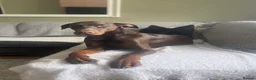Dobermann dogs for sale: 2 beautiful Doberman males forsale  - Advert 19