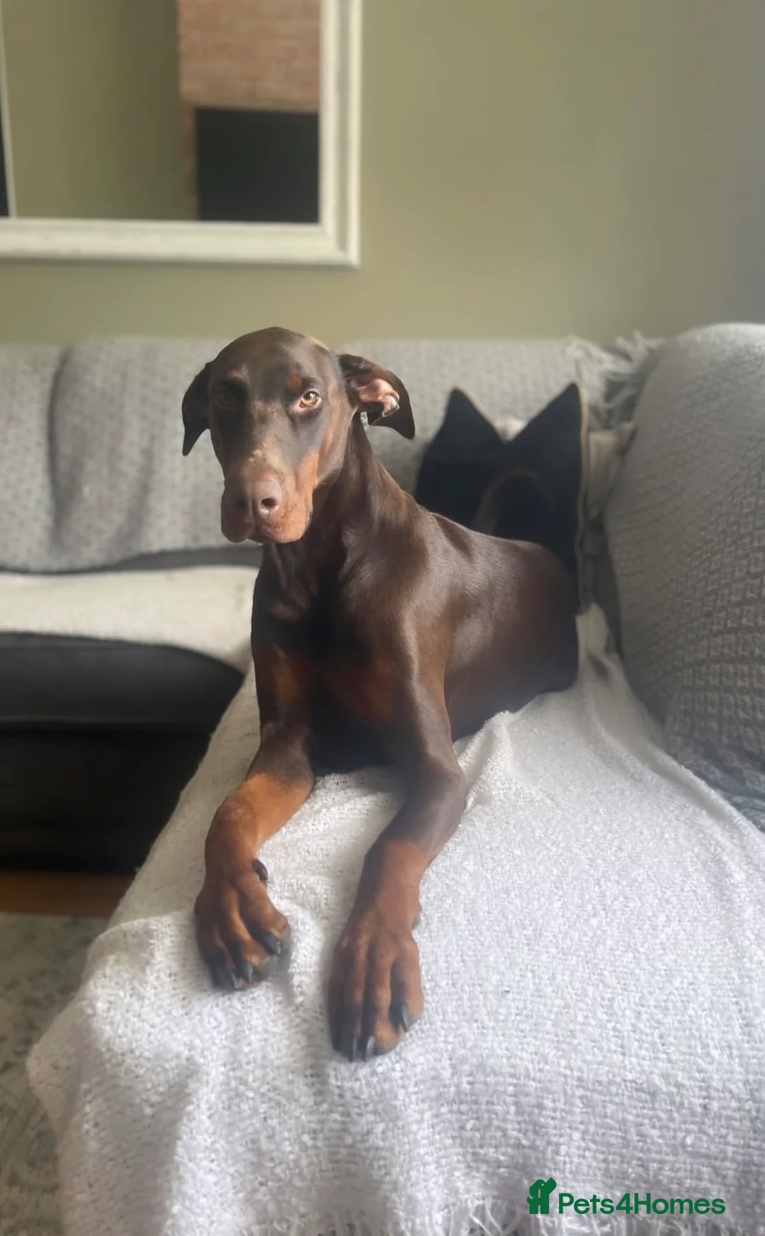 Dobermann dogs for sale: 2 beautiful Doberman males forsale  - Advert 19