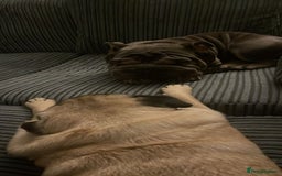 Mixed Breed dogs for sale: Well Behaved Frenchie (re-home) - Image 4