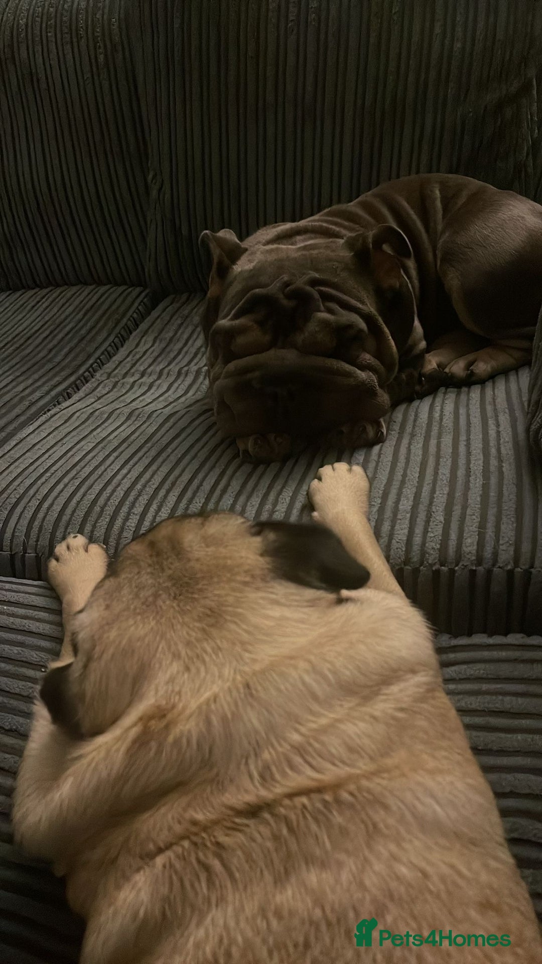 Mixed Breed dogs for sale: Well Behaved Frenchie (re-home) - Image 4
