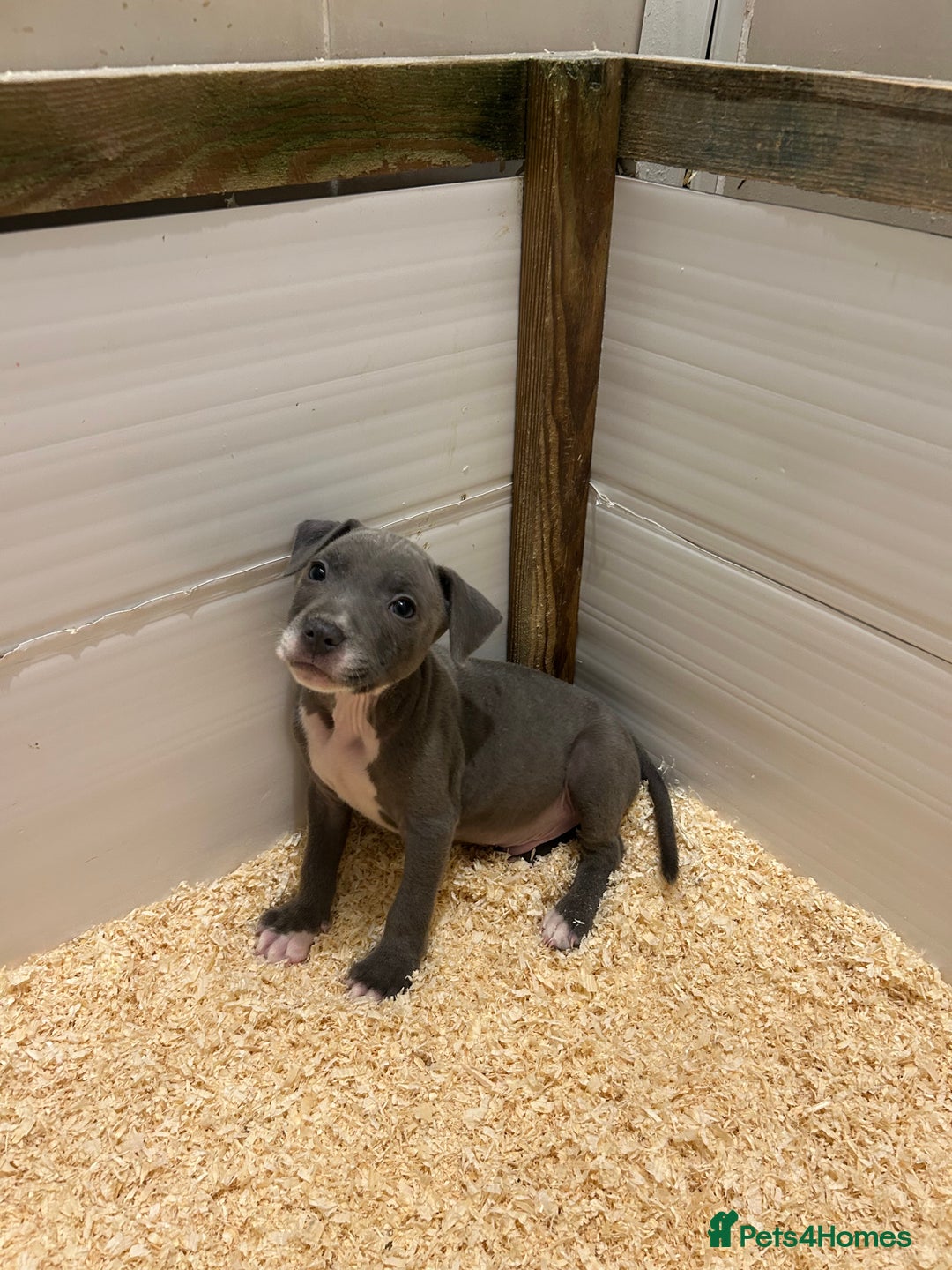 Staffordshire Bull Terrier dogs for sale: Stunning KC Staffordshire bull terrier puppies - Advert 1