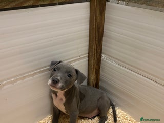 Staffordshire Bull Terrier dogs Stunning KC Staffordshire bull terrier puppies - Advert 8