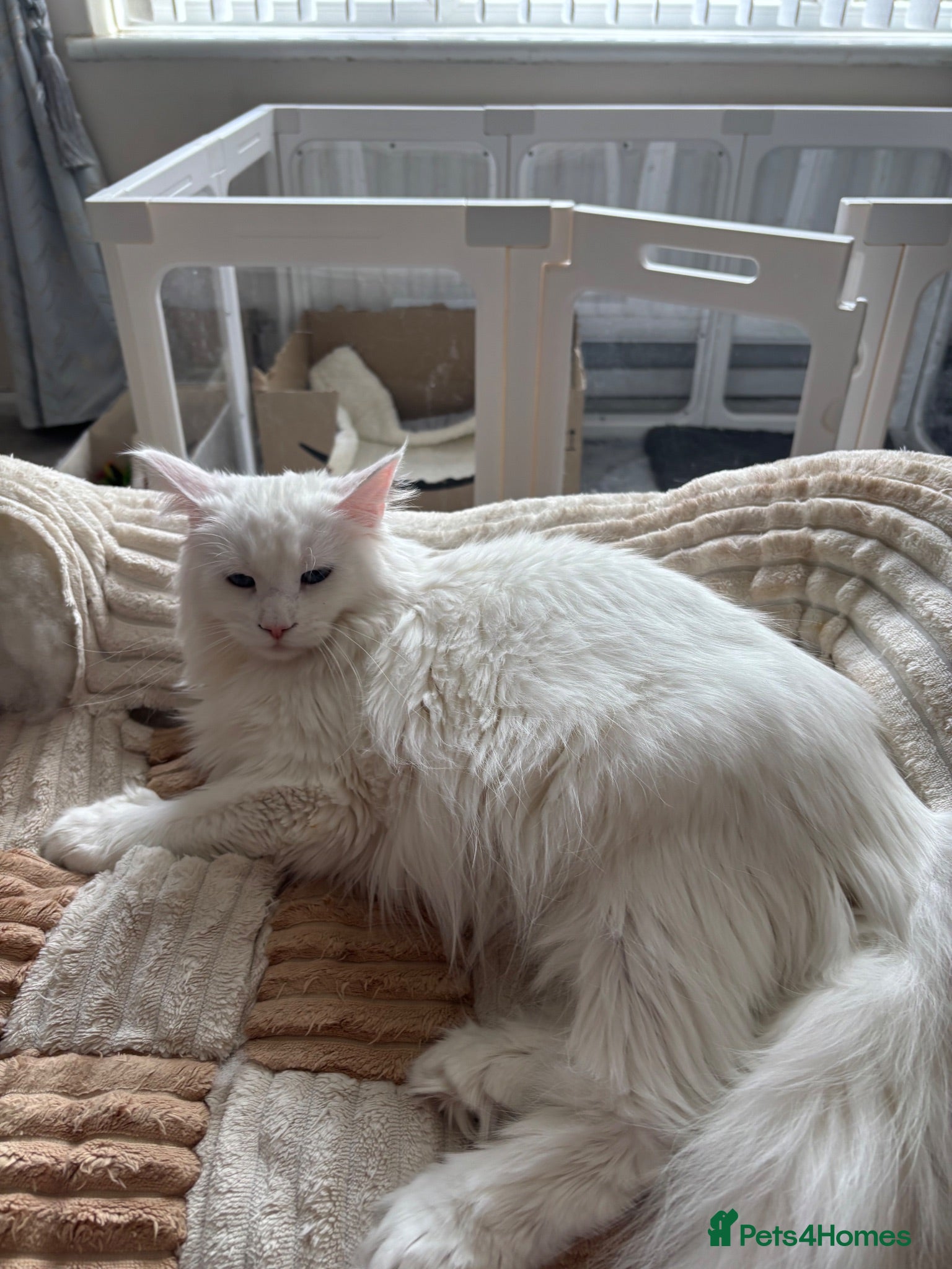 Maine Coon cats Male kitten - Advert 1