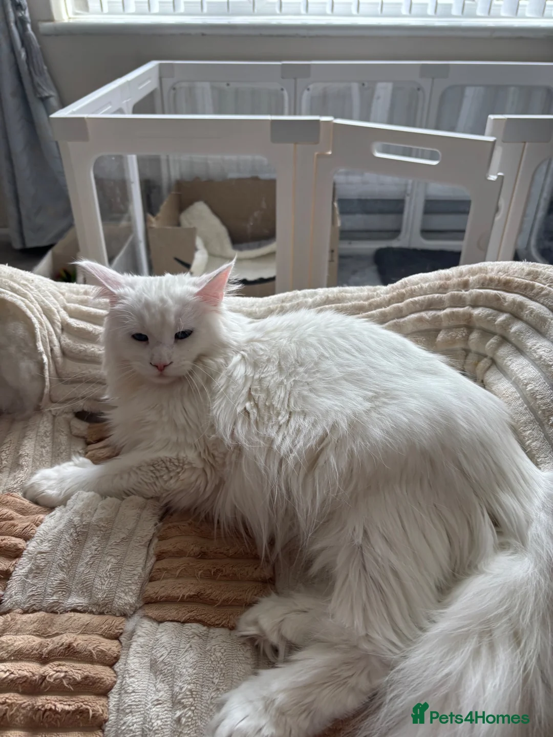Maine Coon cats for sale: Male kitten in Newcastle upon Tyne - Advert 1